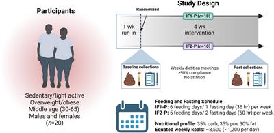 Exploratory analysis of one versus two-day intermittent fasting protocols on the gut microbiome and plasma metabolome in adults with overweight/obesity